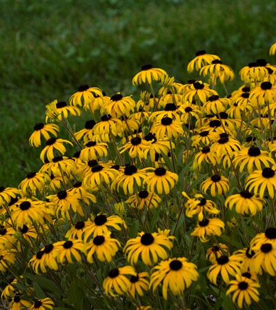 Black-Eyed Susan American Gold Rush